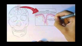 Neurology  Physiology Overview [upl. by Jarl]