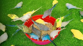 4 Min 30 Sec Budgies Activities [upl. by Robins329]