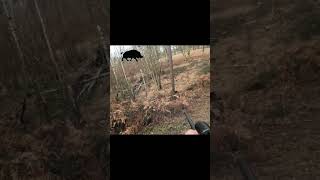 GROS SANGLIER MORT SUR LE COUP  CHASSE SOLOGNE chasse hunting hunt sanglier wildboar keiler [upl. by Rowley]