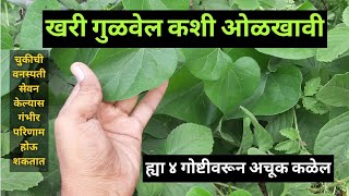 गुळवेल कशी ओळखावीअमृतवेल गुडूची गिलॉय Gulvel Kashi OlkhaviHow To Identify Tinospora Cordifolia [upl. by Elder]