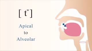 t⁼  unvoiced unaspirated apical alveolar stop [upl. by Sapowith]