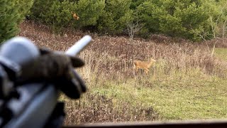 DEER TAKES THE FOODPLOT TEMPERATURE CHALLENGE 2022 Whitetail Rifle Season Hunting in Pennsylvania [upl. by Erdnassac]