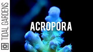 A closer look at Acropora SPS corals [upl. by Palermo]