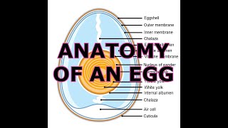 ANATOMY OF AN EGG [upl. by Fredelia]