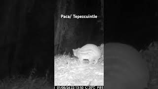 Cuniculus paca wildlife trailcam [upl. by Adnak]