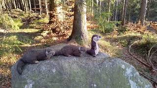 Cvetas Otter wandern im Riesengebirge im Tal der Mummel in Harrachsdorf [upl. by Griffy]