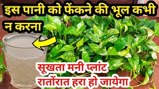 Money plant care amp fertilizerBest homemade fertilizer for money plantSave drying money plant [upl. by Rhoda610]