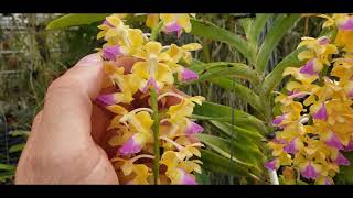 Aerides houlletiana  a brief look into this amazing species orchid [upl. by Agee]