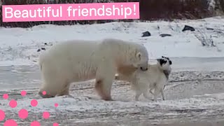 POLAR BEAR AND DOG ARE BEST FRIENDS [upl. by Portie302]