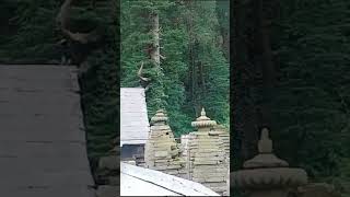 Jageshwar dham almora uttarakhand shorts binsarzeropoint बिनसर binsar shortsfeed short shorts [upl. by Alded]