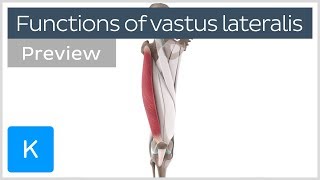 Functions of the vastus lateralis muscle preview  Human 3D Anatomy  Kenhub [upl. by Martin735]