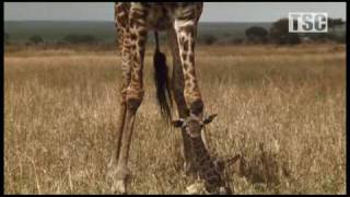 Battle at Kruger Mother Love Giraffe vs Hyena [upl. by Kerge]