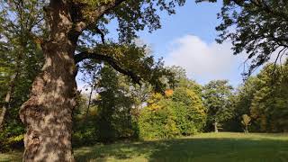 Wald im Herbst im Zeitfaffer [upl. by Sumer53]