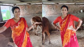 Duper gai r jonne ki ki kaj karte hai cow cow milking cow clean kalyanivlogs5548 [upl. by Resaec]