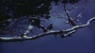 The last love song of kauai oo bird [upl. by Elwyn]