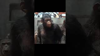 Apes Together Strong  Planet Of The Ape Edit kingdomoftheplanetoftheapes trending edit [upl. by Reitman]