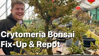 Cryptomeria Bonsai FixUp amp Repot [upl. by Todhunter]