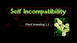 Self incompatibility in plants and significance in plant breeding [upl. by Lelah]