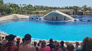 Dolphin Show  Aqualand April 2024 [upl. by Attalanta]