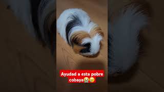 Ayudad a esta pobre cobaya😭😢😥 consejosveterinarios medicoveterinario veterinaria [upl. by Iral908]