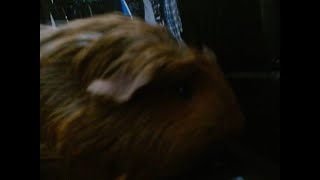 freestyling for my guinea pig Coffee [upl. by Aidualk843]