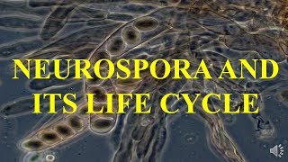 NEUROSPORA AND ITS LIFE CYCLE [upl. by Nylodnarb]