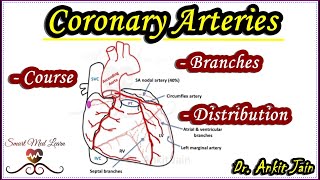 Coronary ArteriesAnatomyBlood supply of heartArterial supply of heartRight Left Coronary Artery [upl. by Rutherfurd]