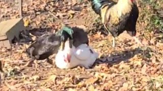 Two Ducks Trying To Mating Chicken Hen [upl. by Oinigih]