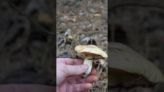 Маслюк звичайний Suillus luteus mushroom ліс nature природа fungi wildlife [upl. by Radie]