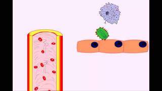 USMLE Animated Immunology  Infection amp Acute Inflammation  Monocytes amp Macrophages [upl. by Audras]