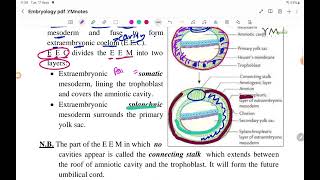 Chorionic Vesicle EMD عربي [upl. by Stelle820]