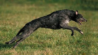 THE SCOTTISH DEERHOUND  HUGE amp DANGEROUS GUARD DOG great hound [upl. by Socem587]