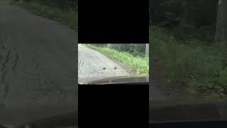 Woodcocks Dancing to Dirty Harry  Gorillaz While Crossing the Road [upl. by Fatma482]