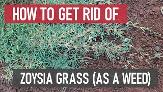 How to Get Rid of Zoysia Grass as a weed DIY Weed Management [upl. by Adnesor71]