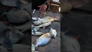 Existe vida mais cara mais não presta Aqui é o Pantanal pescadores fishing pesca peixes [upl. by Trilbie76]