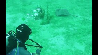 Stingray at Roatan roatan travel scubadiving stingray [upl. by Rutherford208]