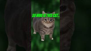 Who is the OIIA Cat memes [upl. by Negriv]