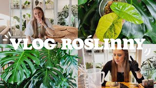 VLOG ROŚLINNY 🌱  Czy kocham swoje rośliny  Nawożenie alokazji  Olejek neem  Robimy pożywkę [upl. by Silyhp]