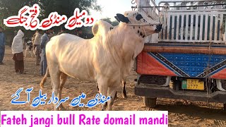 domail mandi today 111 2024 latest update ll taxila mandi ll jamil tv ll part 2 [upl. by Jones350]