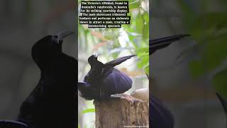 Victorias Riflebird VictoriasRiflebird BirdOfParadise NewGuinea Rainforest [upl. by Tecla]