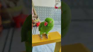 Parrot short video parrot birds cute youtubeshorts parroting [upl. by Mueller]