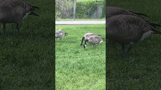 Runaway Goose memes goose funnyshorts funny fyp viralshorts viral [upl. by Idnahk141]