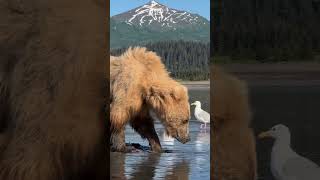 Un Ours a la recherche de poissons nature animals ourspaysagemagnifique montagne [upl. by Relyhs150]