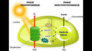 Phases chimique et non photochimique  production de molécules organiques par photosynthèse [upl. by Sidwohl]