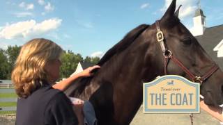 How To  Groom for Competition Part 6  Shine [upl. by Alhsa]