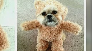 Combining a teddy bear and a Shih Tzu [upl. by Celie]