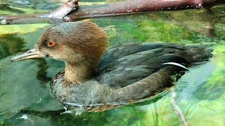 Young Hooded Merganser Ducks [upl. by Rabjohn]