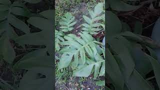 November 15 2024 Itoy pinnatum plantDragon leaves plant dahil sa hugis ng kanya dahonshortvedio [upl. by Tera]