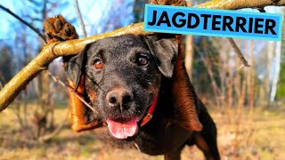 Jagdterrier  TOP 10 Interesting Facts [upl. by Cartan]