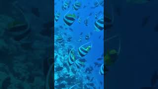 Bannerfishgroupfishing maldivies snorkeling freediving [upl. by Lanuk]